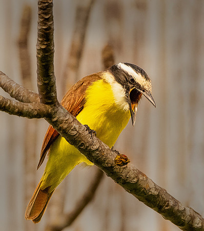 Great Kiskadee puke group 3 ws