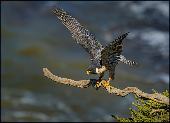 Jim Shane.1.Peregrine Pre Flight copy