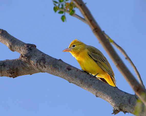 Summer Tanager w23 ws