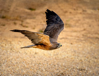 Show Birds in Flight