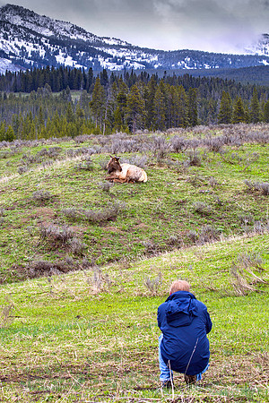 Spring Bull Elk