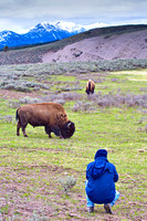Yellowstone Bison