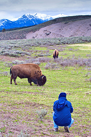 Yellowstone Bison