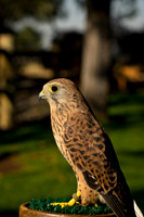 Eurasian Kestrel -Falco tinnunculus_001