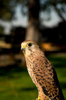 Eurasian Kestrel -Falco tinnunculus_002