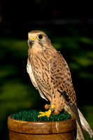 Eurasian Kestrel -Falco tinnunculus_004