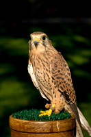 Eurasian Kestrel -Falco tinnunculus_003