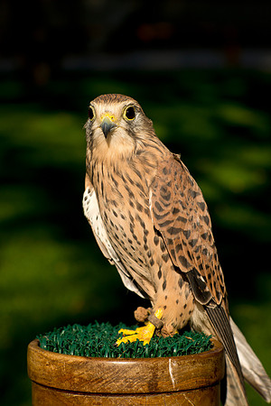 Eurasian Kestrel -Falco tinnunculus_003