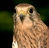 Eurasian Kestrel