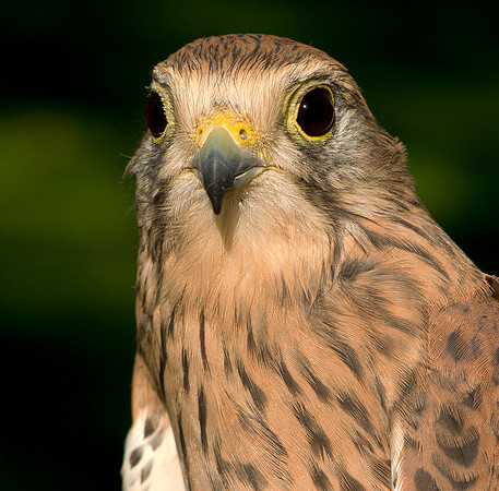 Eurasian Kestrel -Falco tinnunculus_003 cu