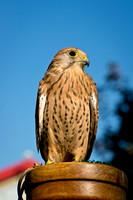 Eurasian Kestrel -Falco tinnunculus_006