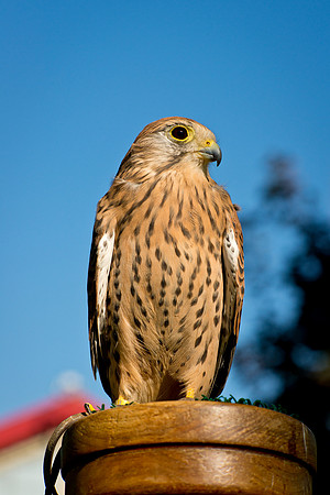 Eurasian Kestrel -Falco tinnunculus_006