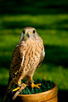 Eurasian Kestrel -Falco tinnunculus_005