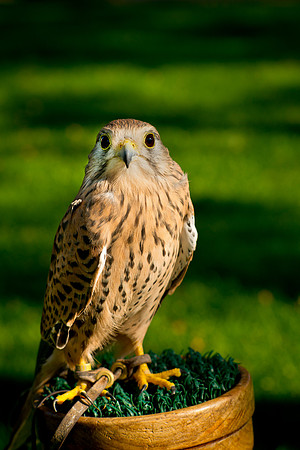 Eurasian Kestrel -Falco tinnunculus_005
