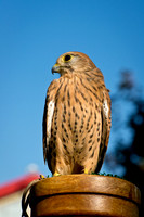 Eurasian Kestrel -Falco tinnunculus_007