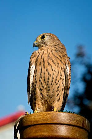 Eurasian Kestrel -Falco tinnunculus_007