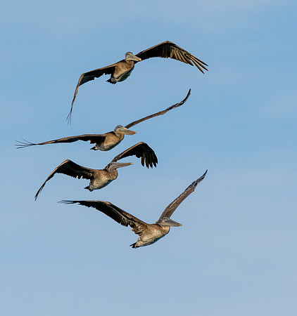 Brown Pelican ws