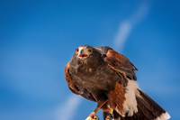 Cody the Harris Hawk
