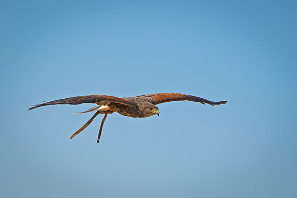 Harris Hawk - Parabuteo unicinctus_008
