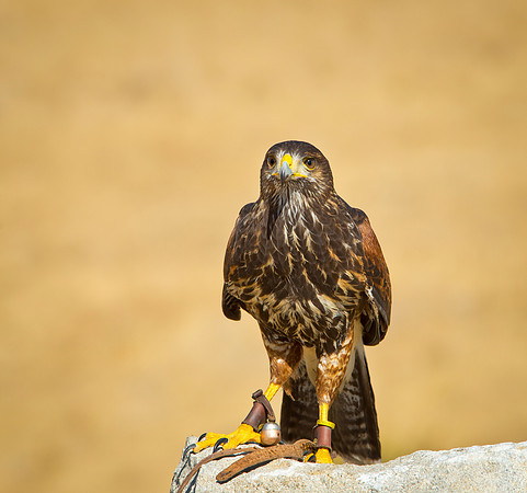 Harris Hawk - Parabuteo unicinctus_007