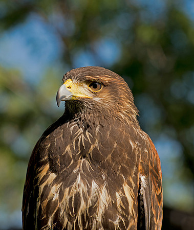 Harris Hawk - Parabuteo unicinctus_000