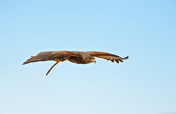 Harris Hawk - Parabuteo unicinctus_009
