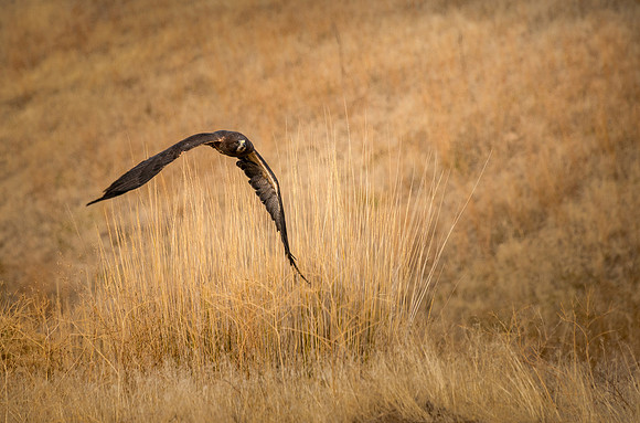 DSC_3822 cu