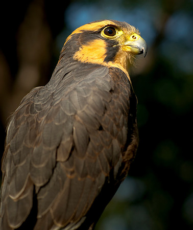 Aplomado Falcon - Falco femoralis_017