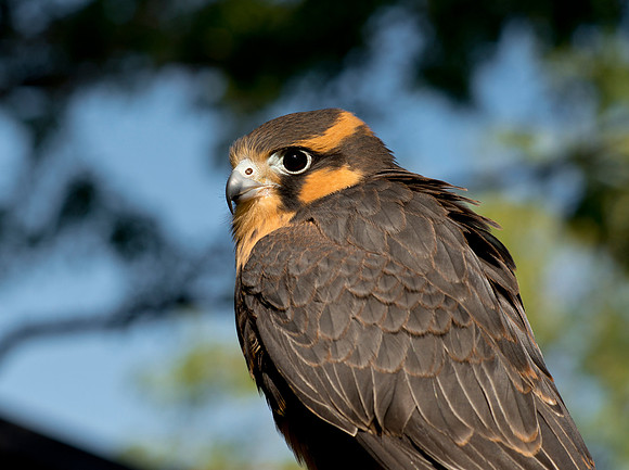 Aplomado Falcon - Falco femoralis_006
