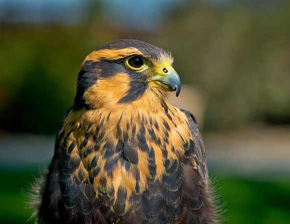 Aplomado Falcon - Falco femoralis_021