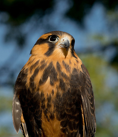 Aplomado Falcon - Falco femoralis_005