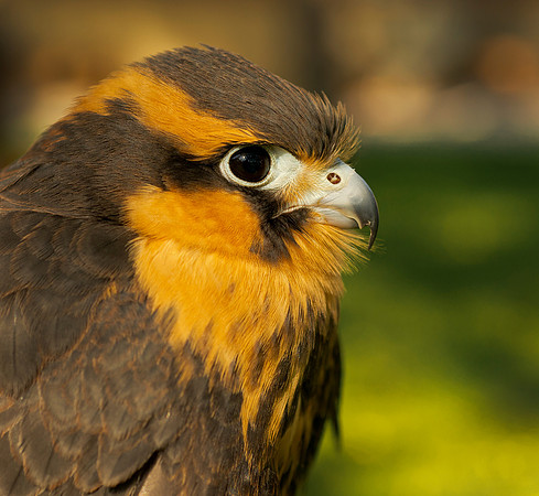 Aplomado Falcon - Falco femoralis_010