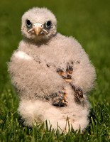 Taita Falcon
