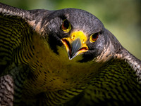 Peregrine Falcons