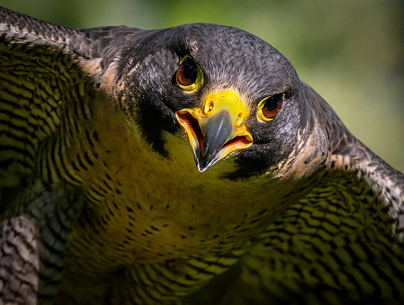 Peregrine C U