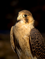 Peregrine Falcon Pallid Morph cu ws