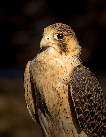 Peregrine Falcon Pallid Morph cu ws