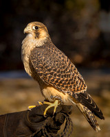 Peregrine Falcon Pallid Morph ws