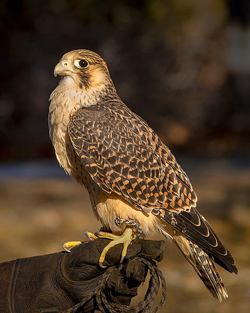 Peregrine Falcon Pallid Morph ws