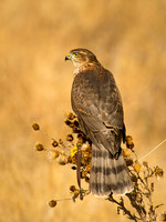 Sharp-Shinned Hawk