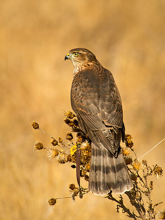 Sharp-shinned Hawk - Accipiter striatus_005