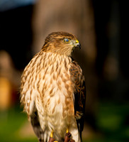 Sharp-shinned Hawk - Accipiter striatus_001