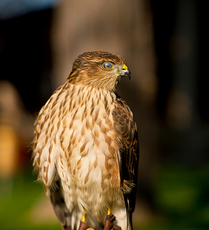 Sharp-shinned Hawk - Accipiter striatus_001