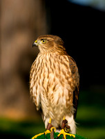 Sharp-shinned Hawk - Accipiter striatus_002