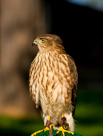 Sharp-shinned Hawk - Accipiter striatus_002