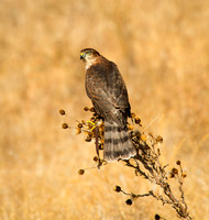Sharp-shinned Hawk - Accipiter striatus_003