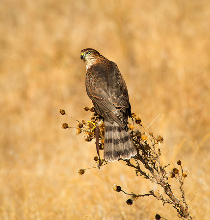 Sharp-shinned Hawk - Accipiter striatus_003