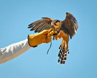 Aplomado Falcon - Falco femoralis_033