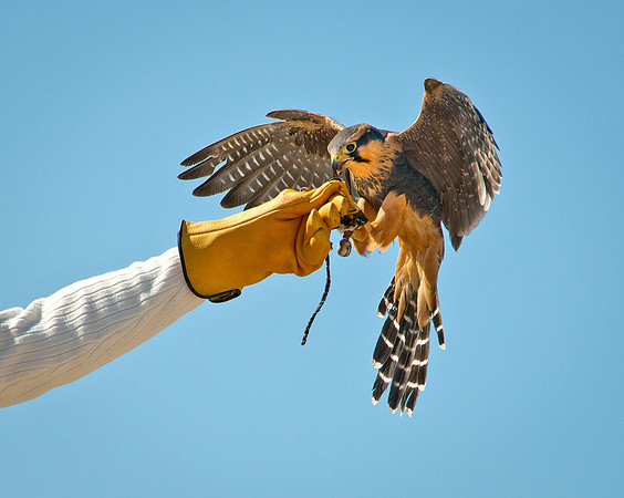 Aplomado Falcon - Falco femoralis_033
