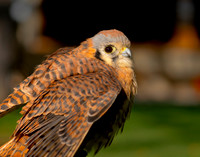 Penny the American Kestrel Female